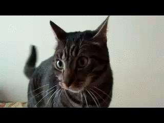 Когда хочешь погладить своего кошака