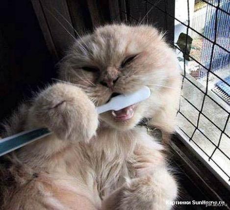 Помогите мне, если не лень.Пожалуйста!  Что бы было желание вот держите кота.