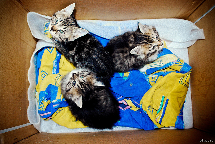 �����������! ������ ����!