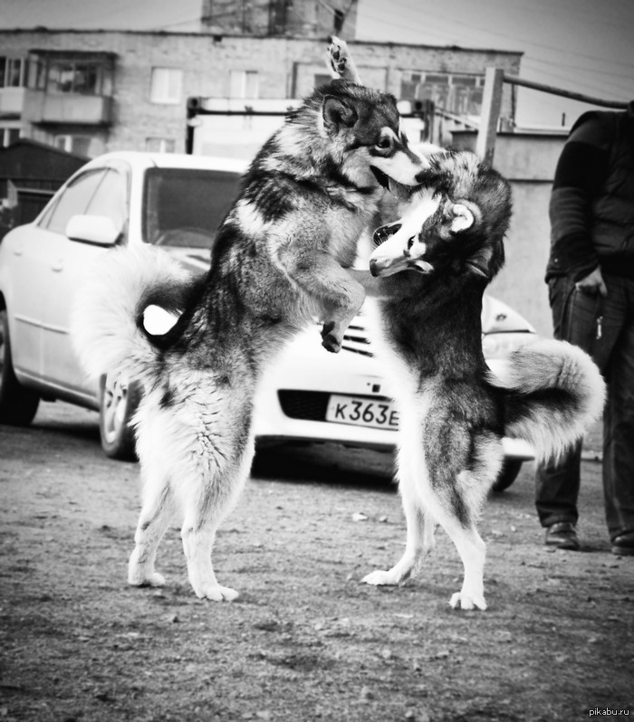 � � ��� ��� ������� ������)