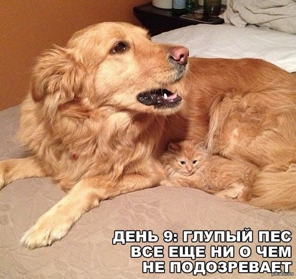 ������ �����)))