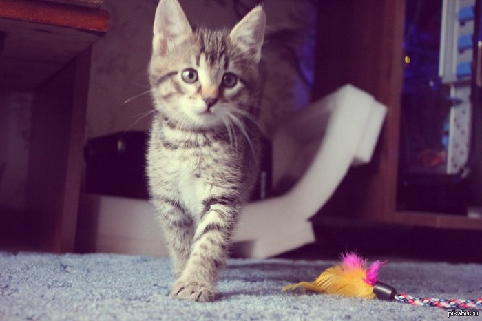 Помогите дать имя/кличку котенку. Игривый, лучедарящий кот ))
