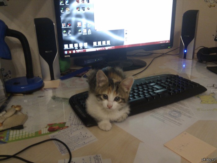 ����� ���� �������