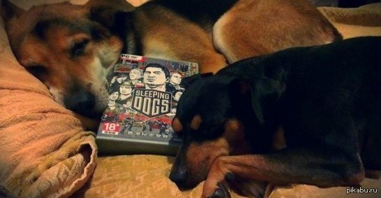 Sleeping dogs 