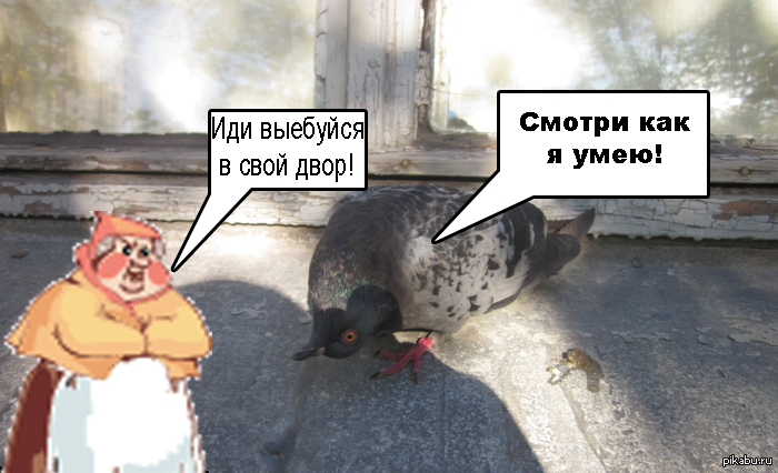 Приключения голубя на Районе... | Пикабу