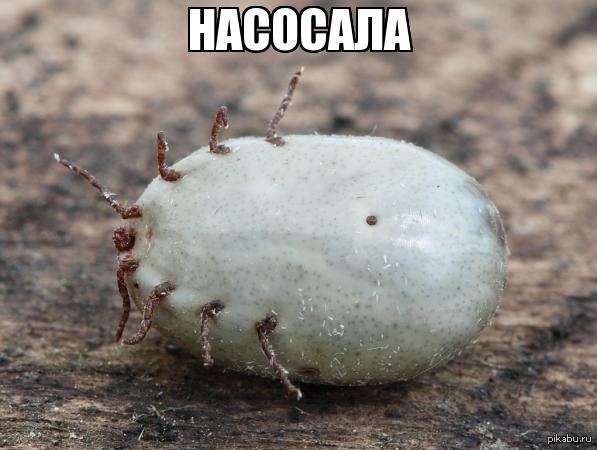 Клещи У Животных Фото