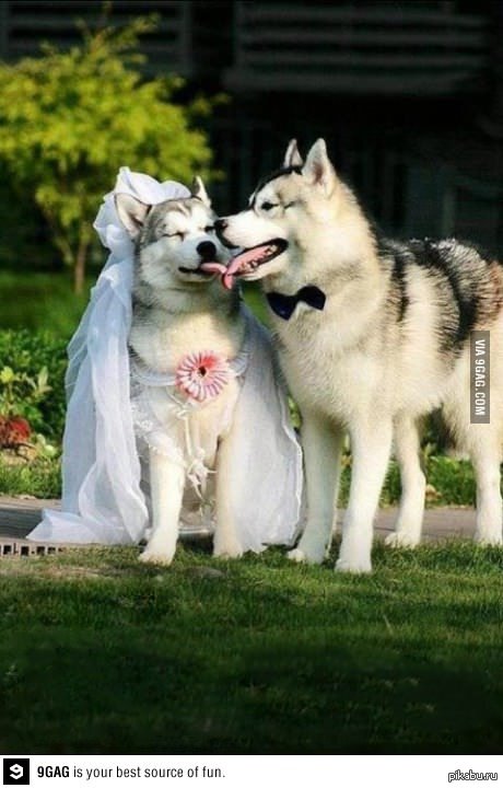 �����������, �*��!