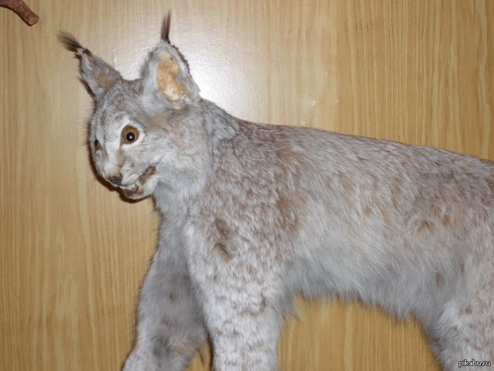 �������� ����.