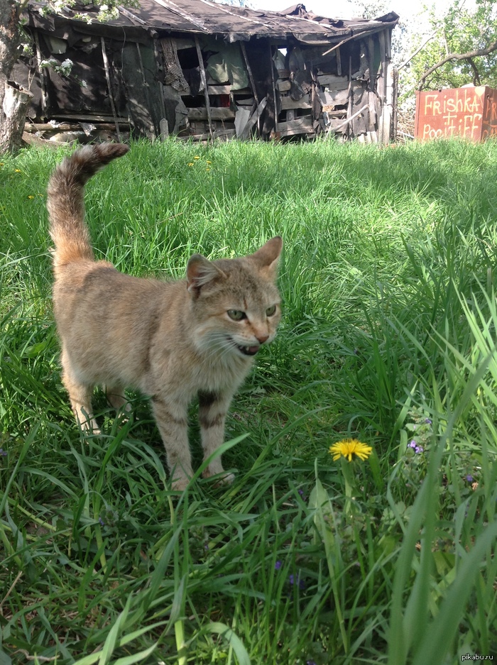 ���� �����)