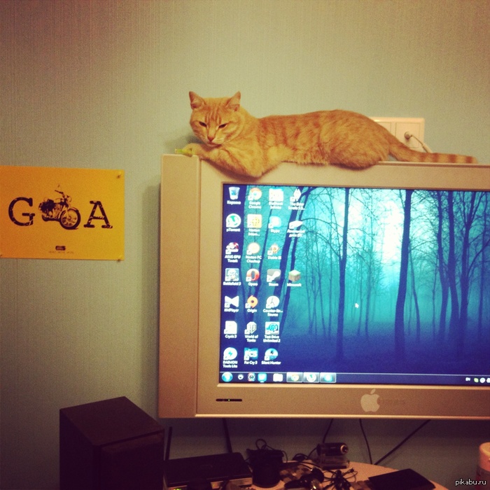Моему коту неплохо) | Пикабу
