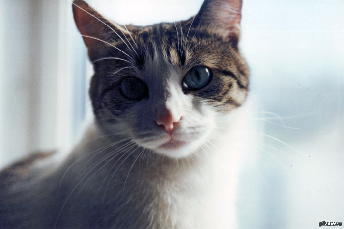 Котейка на даче :)