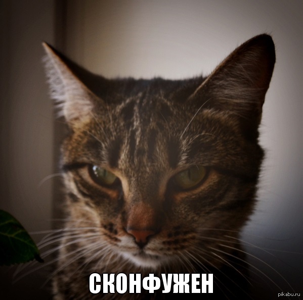 Сконфужен. | Пикабу