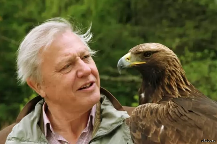 Натуралист 7 букв. Дэвид Аттенборо bbc. Sir David Attenborough. Натуралистов Дэвид.