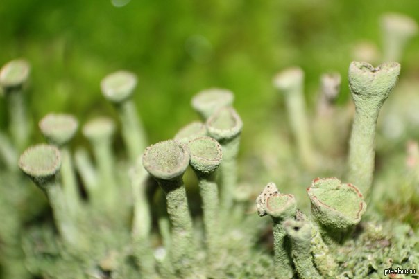 ���  �� �� ����� - ��������� �� � ���� - ����� ����� ������� ����� ���� ������ � ������� ! ��������!