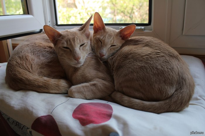 ��� ������ =3