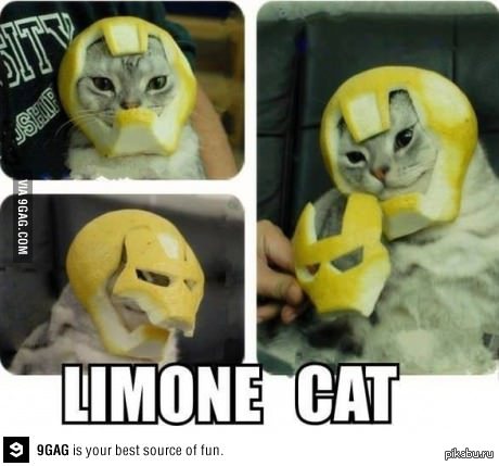 �������� ���