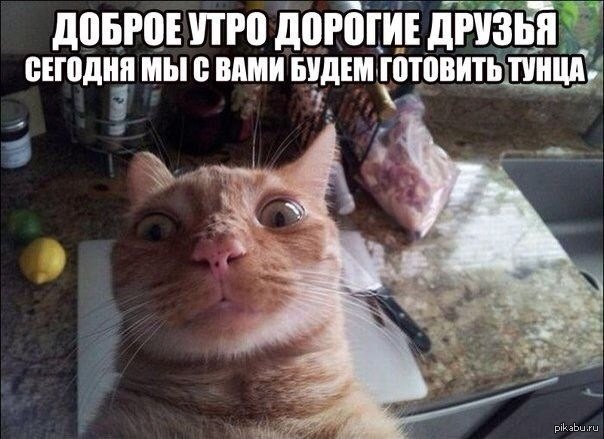 доброе утро картинки кот онлайн доброе утро картинки кот