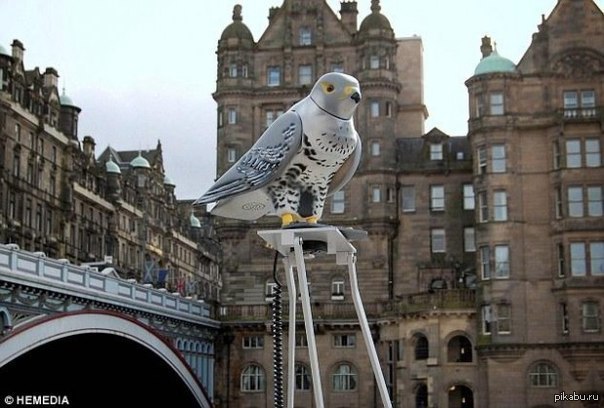 Роботизированные соколы в Шотландии отпугивают голубей)