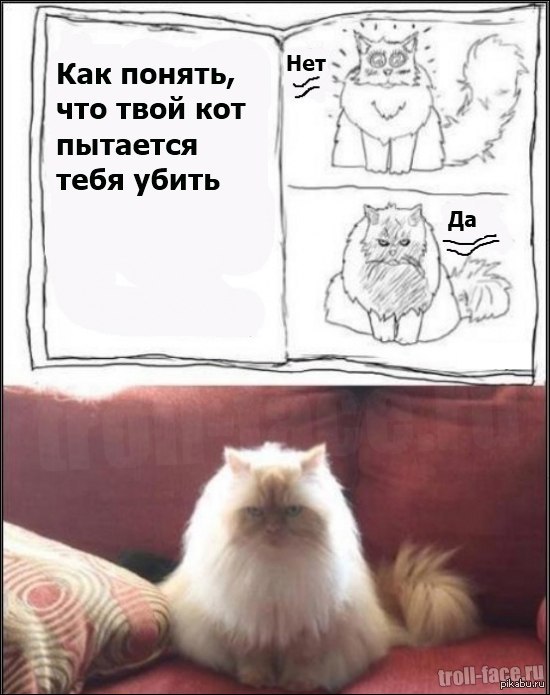 мой кот что то задумал. Смотреть фото мой кот что то задумал. Смотреть картинку мой кот что то задумал. Картинка про мой кот что то задумал. Фото мой кот что то задумал