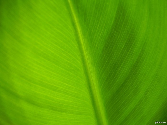 ������� - ����� ������� ����