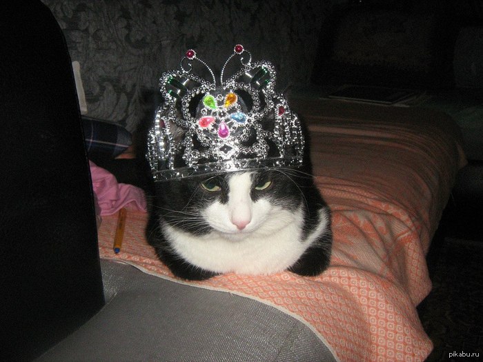 Мой котейка