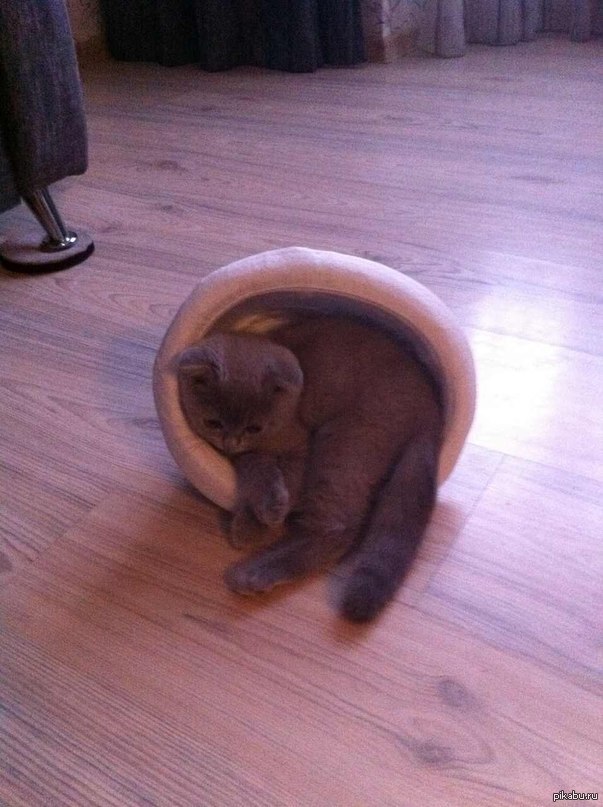 ��� �������)