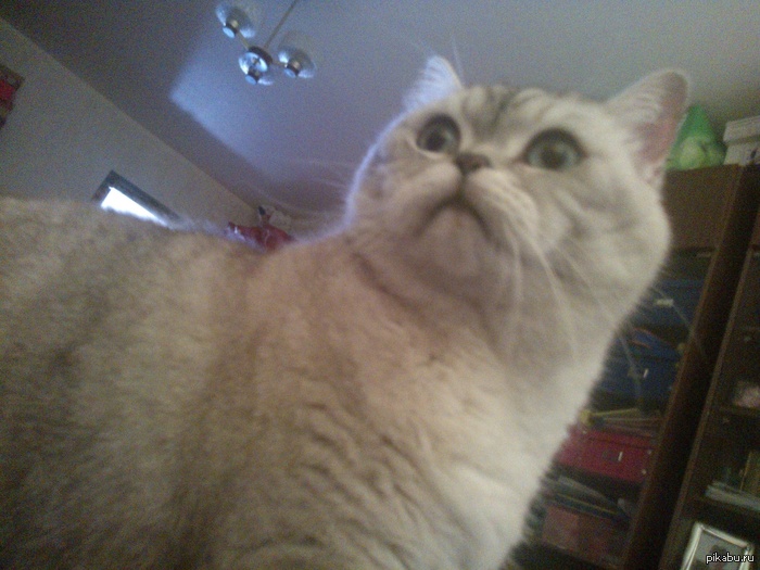 Сестра сфоткала котейку)