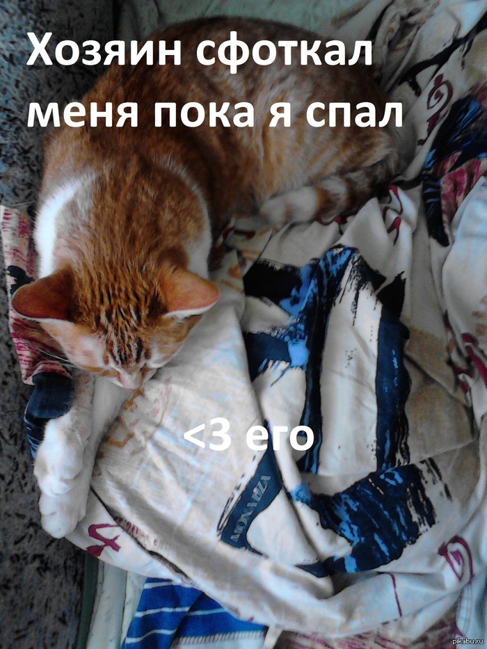 Немного добра и Котиков :3