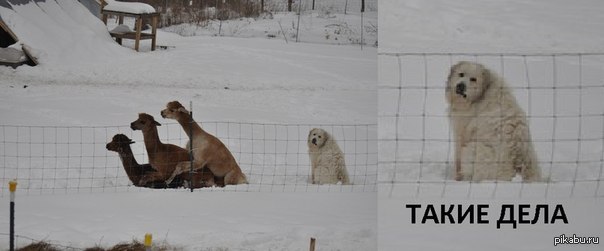 Вот такие дела. Такие дела собака. Вот такие дела собачка. Такие дела собака и ламы.