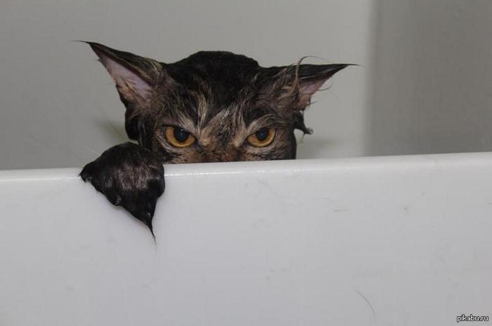 This look... - Bathing, cat, Grumpy cat, Sight