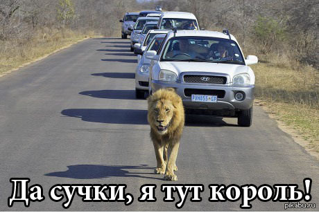 Like a boss
