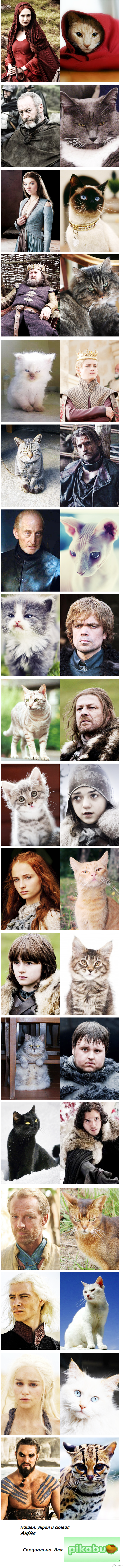Game of Cats