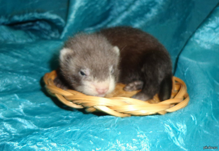 �������� ������� ��� ��� ������) (�������)