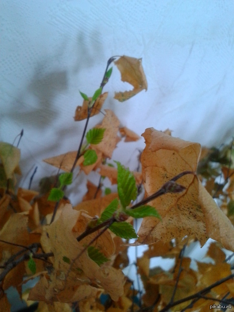 Весна и осень в доме