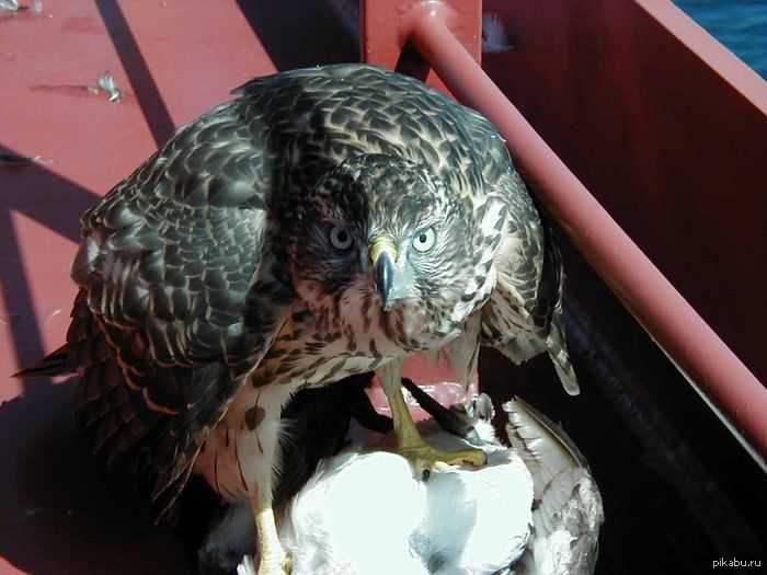 Случай на нефтяной платформе.