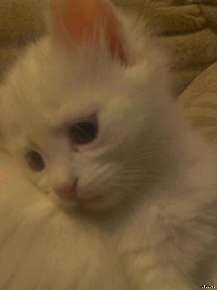 Отдам котеек в хорошие руки) комменты для минусов внутри просьба поднимите в топ!