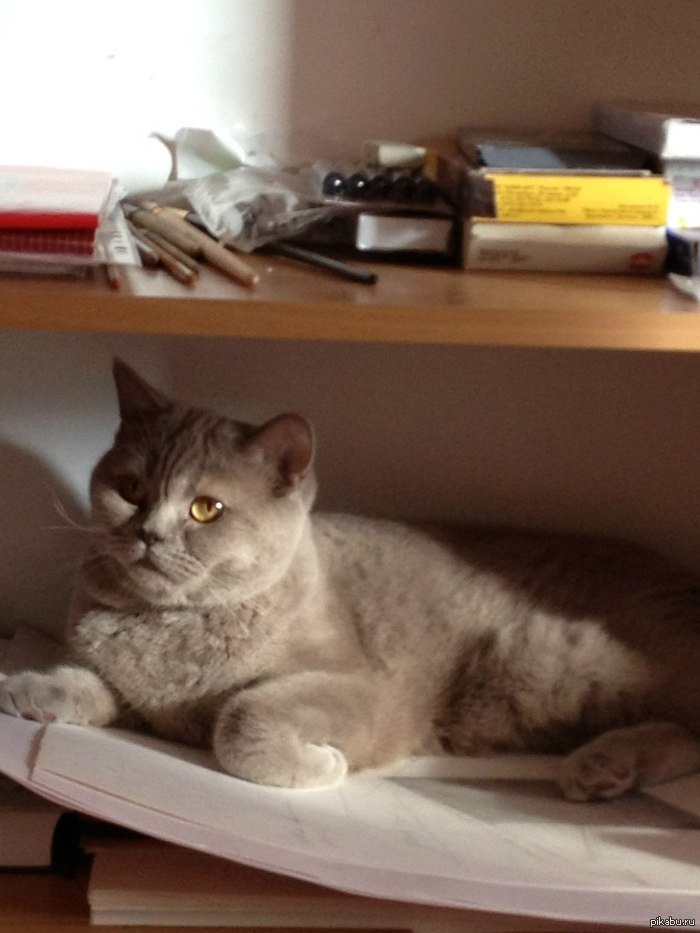 My cat loves to lie on the drawings - My, cat, Drawing, Drawings