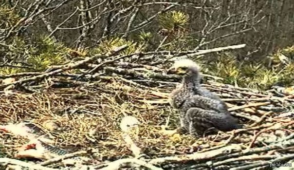 ������ ������-���������� � ������