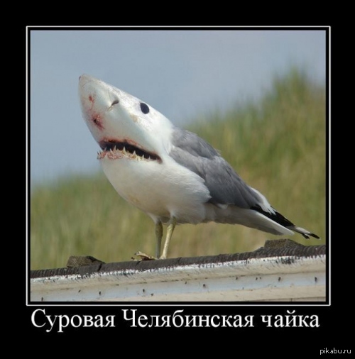 Гордая птица! | Пикабу