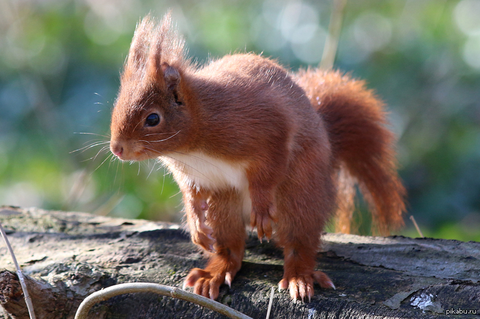 Do you have any nuts? And if I find it? - Squirrel, Red, Animals, Milota