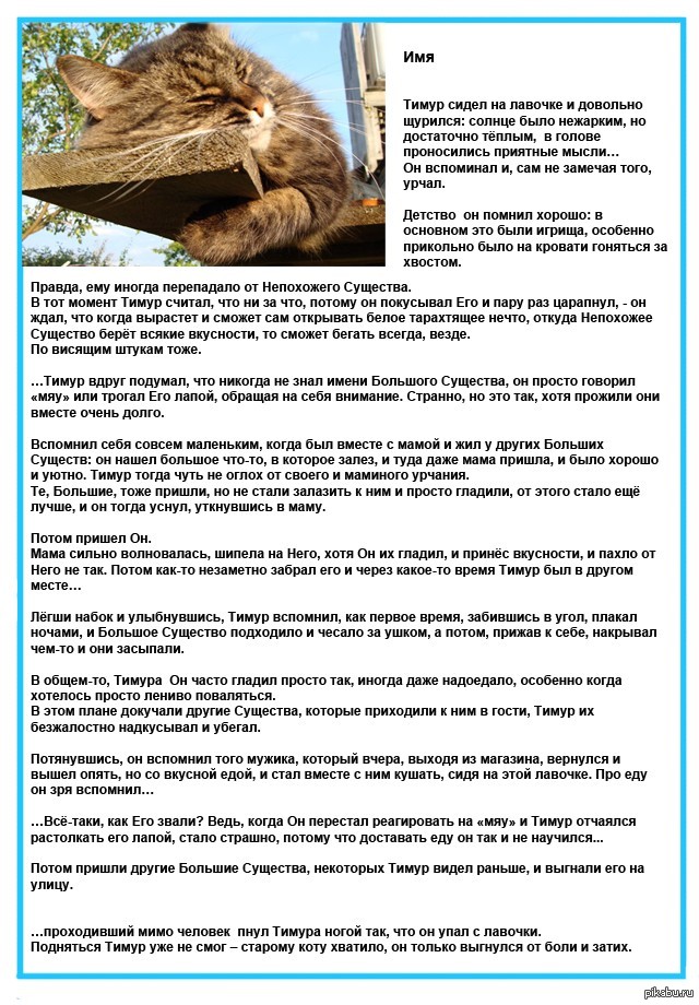 Теплые коты текст песни