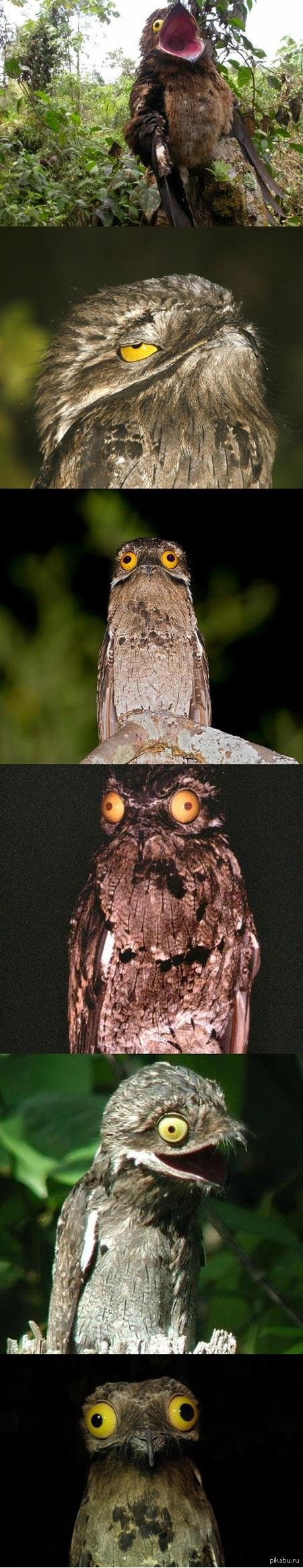 Potoo 