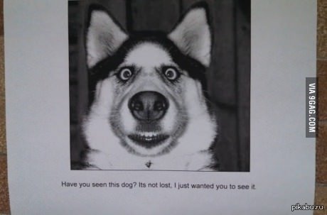 Have you seen this dog?