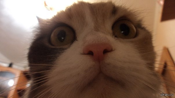 ��� ������