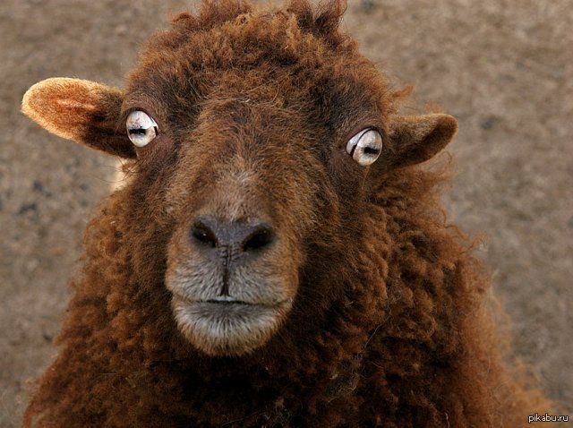 Congratulations on the victory at Eurovision to the Azerbaijanis and those who voted for them. Here's a redhead for you. - NSFW, Eurovision 2013, Caucasus, Sheeps, Azerbaijan, Caucasians