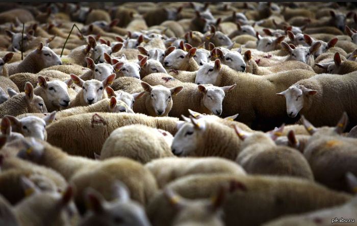 Эй, стадо. Смотрите как эта картинка похожа на вас.