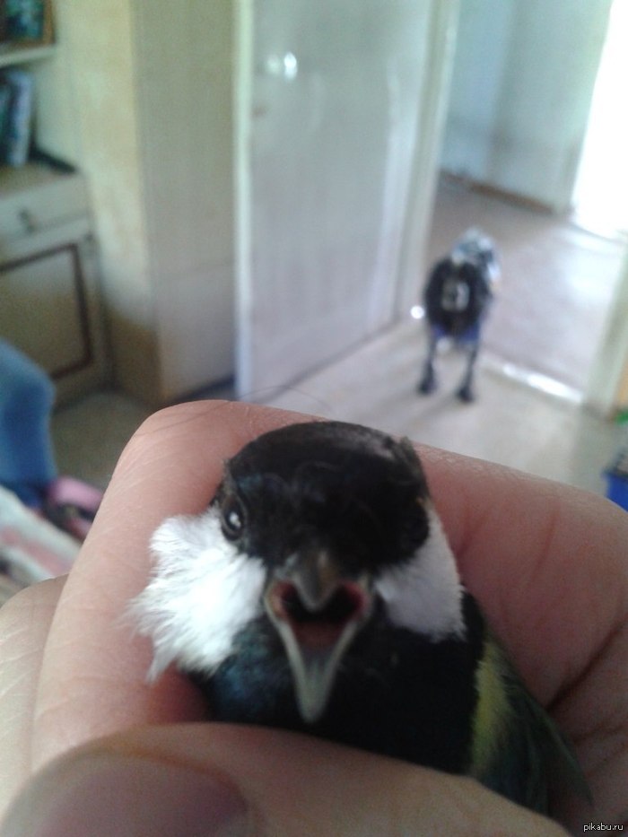 Well, he opened his hand!! - Birds, Humor, Evil