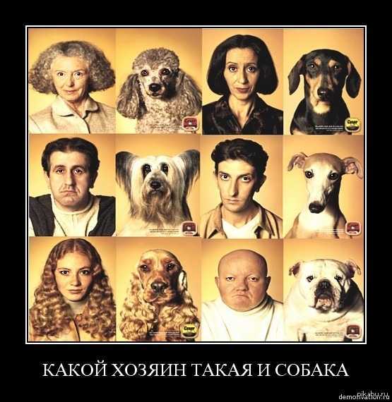 Беру хозяин. Собаки похожи на хозяев. Животные похожие на людей.