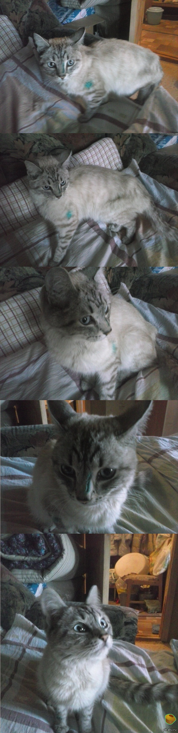 ��������! �����, ������!