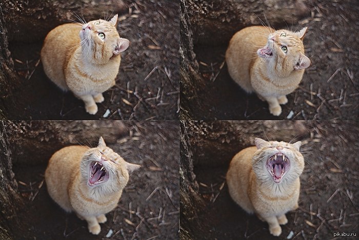 ������ �����  ������� (�� ���)